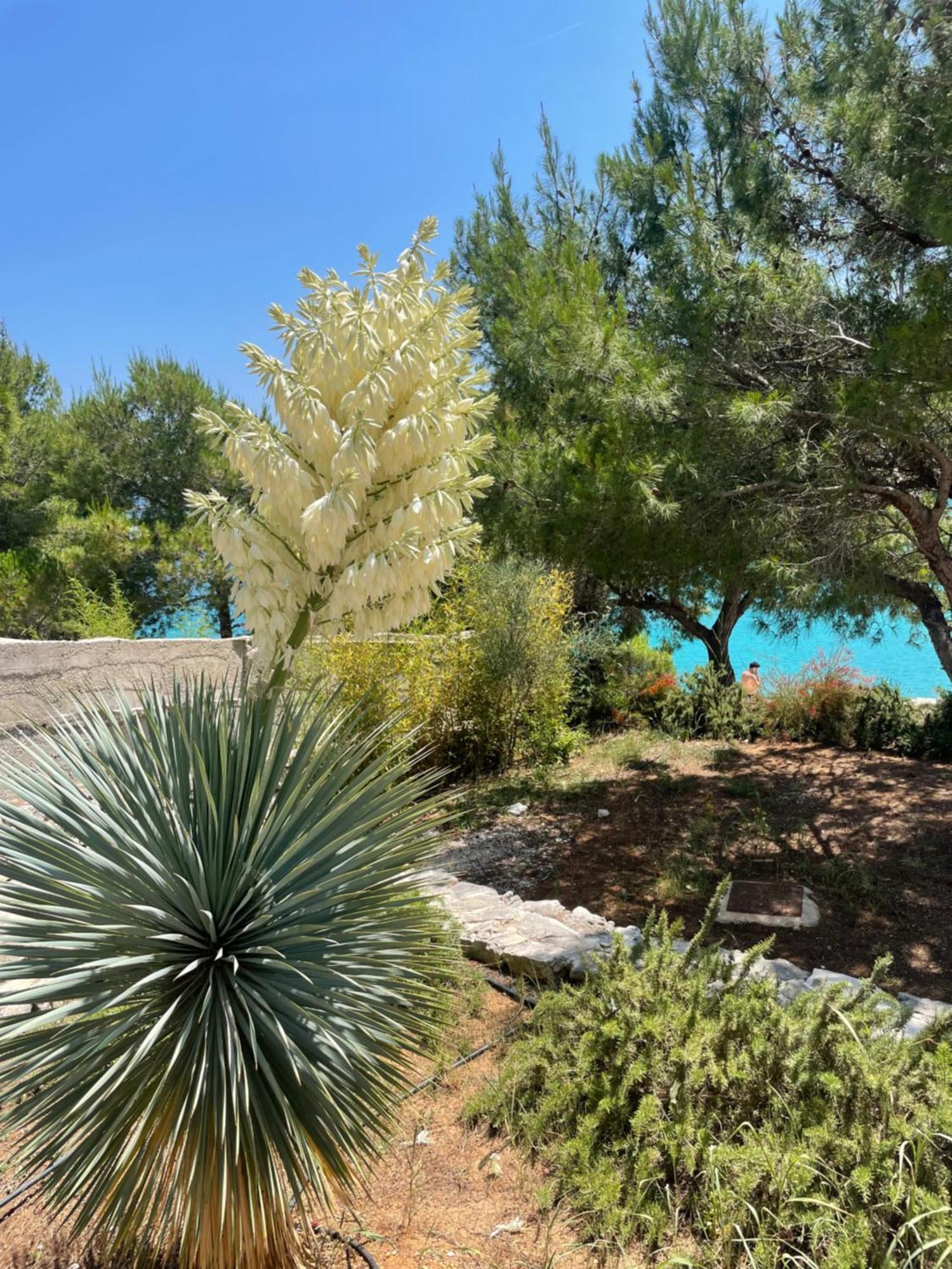 Luxury Villa Kate - In Lucice Bay With Turquoise Sea, Amazing Seaviews, And Heated Pool Milna  Exteriér fotografie